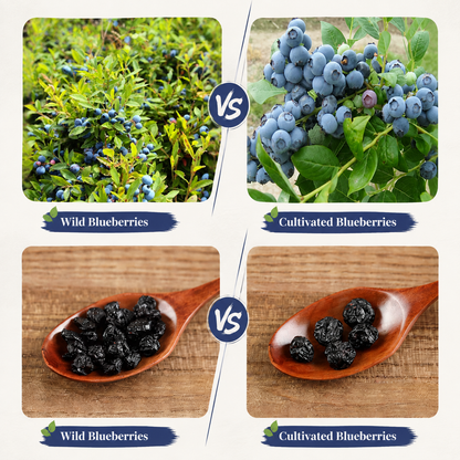 Premium Unsweetened Dried Wild Blueberries from Canada | Antioxidant Superfood Snacks-EDC